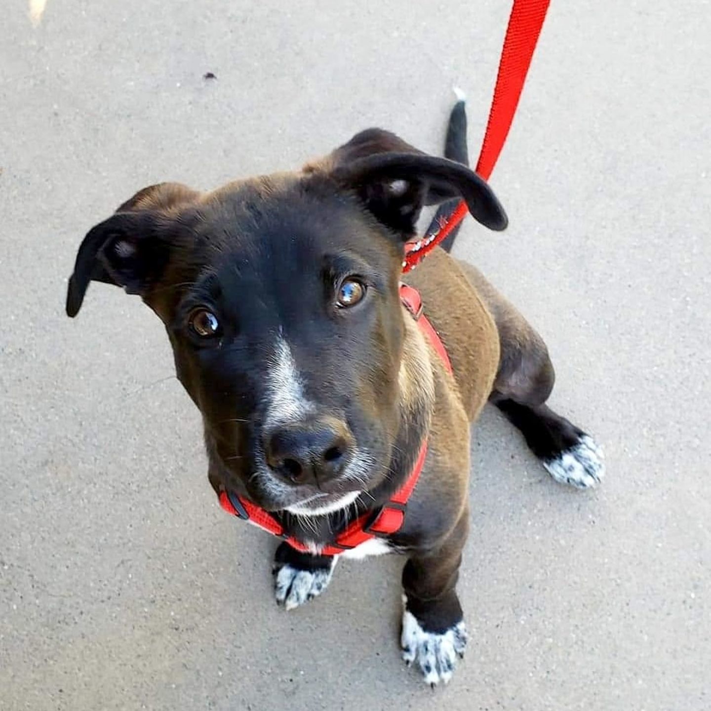 Adopt a Pet | Tahoe
